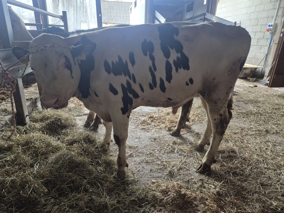 Roczne byki na doplaty