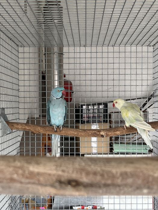Casais reprodutores de ring neck