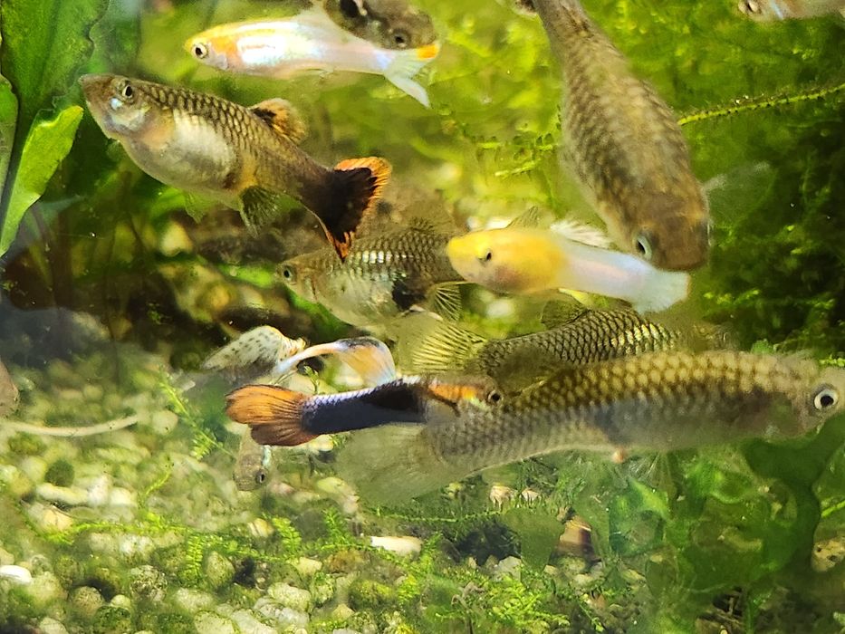 Guppies Machos, Fêmeas e Casais