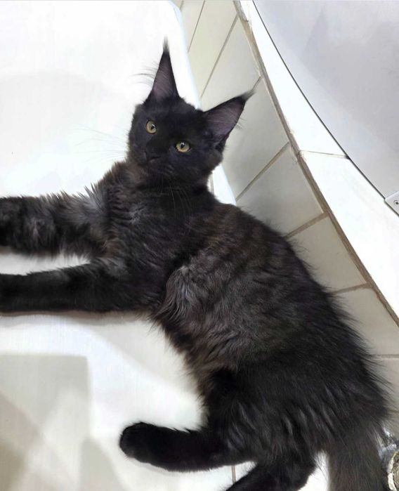 MaineCoonRodowódFPL