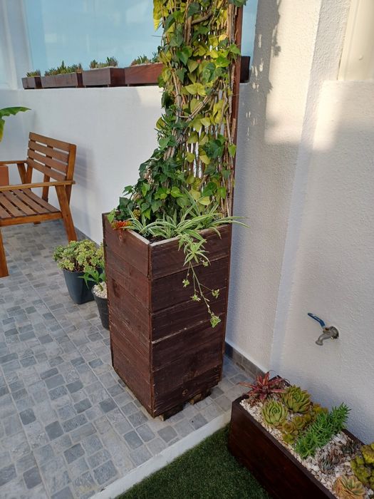 Rebentos de Planta-Aranha / Chlorophytum