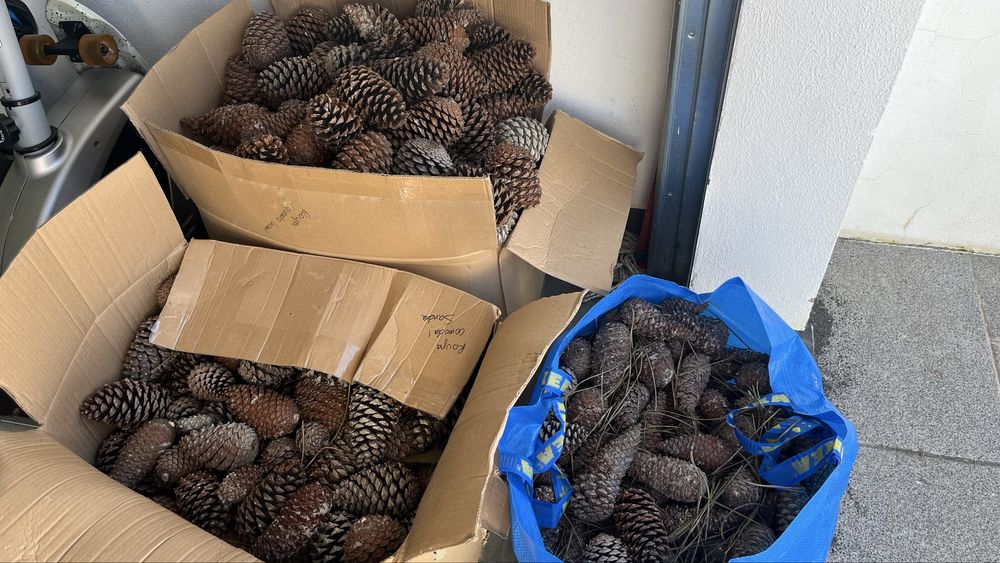 PINHAS E MAIS PINHAS