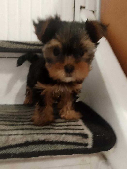 York shire szczenię