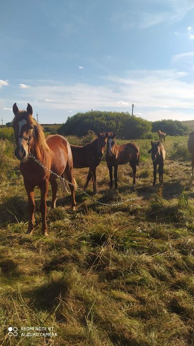 Продається лошиця 3 роки