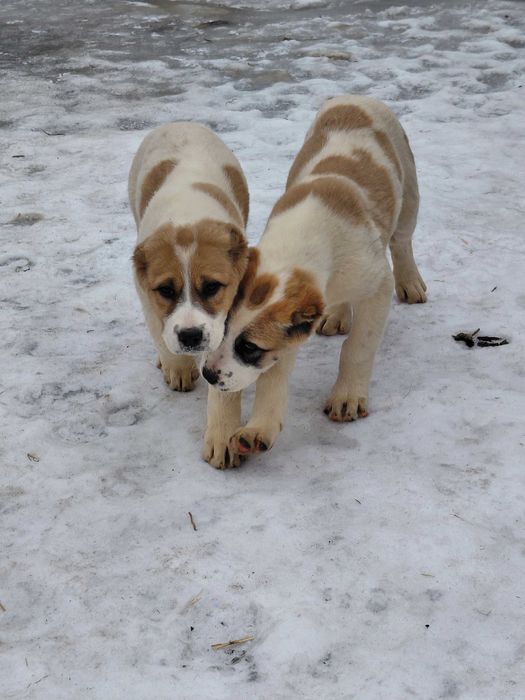 Дві сестрички середньоазіатської вівчарки.