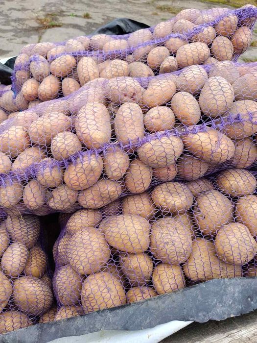 Картопля велика та насінна оптом доставка