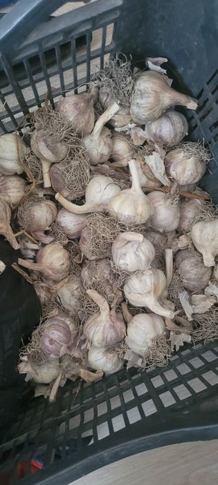 Czosnek harnaś obierany ręcznie