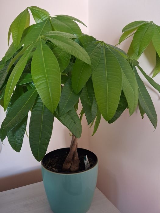 Sprzedam drzewko szczęścia