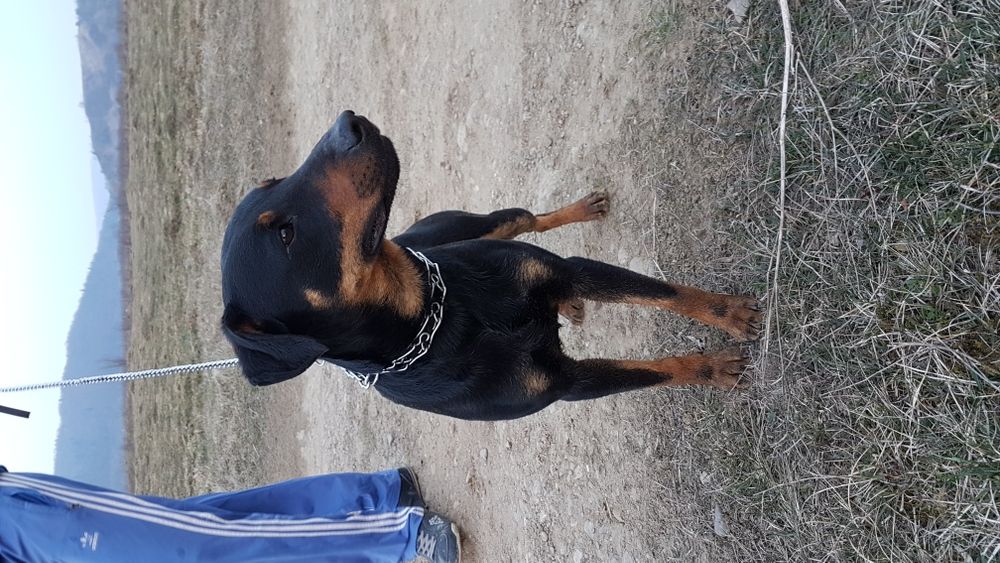 Ягдтер'єр (ягдтерєр) в'язка...