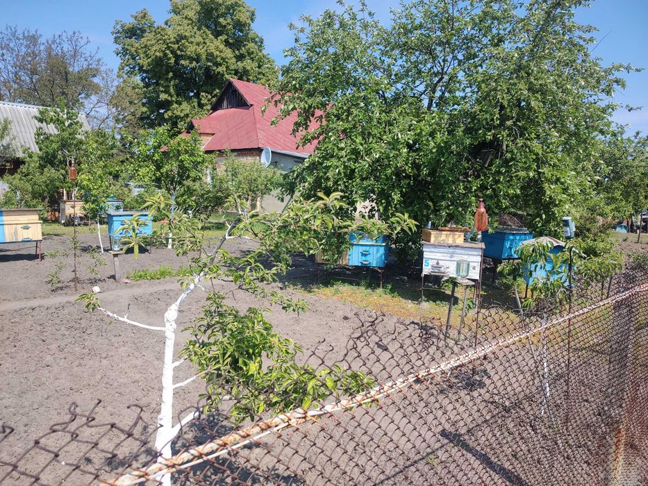 Вулики з бджолосім"ями