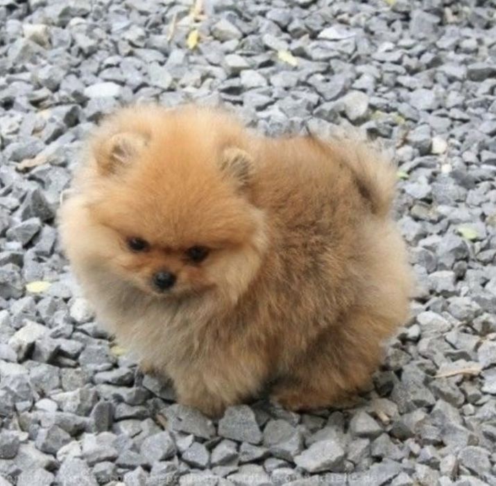 Spitz lulu da poneranea  menino micro