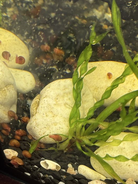 Улитки бесплатно