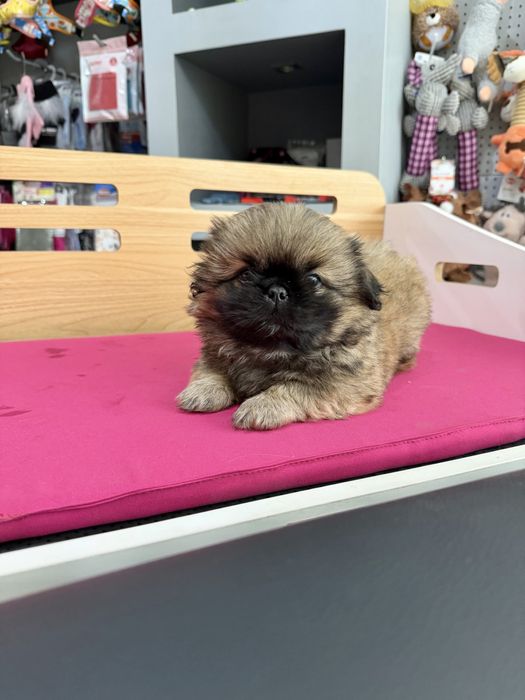 Pequines menino lindo