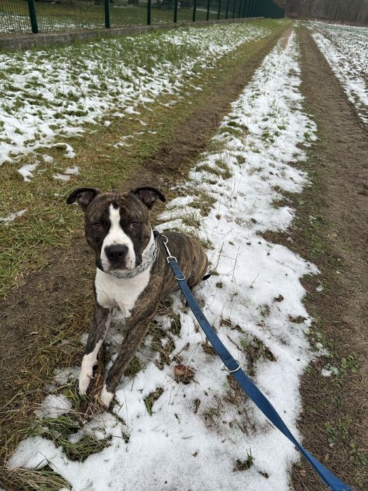 Oddam amstaffa do adopcji