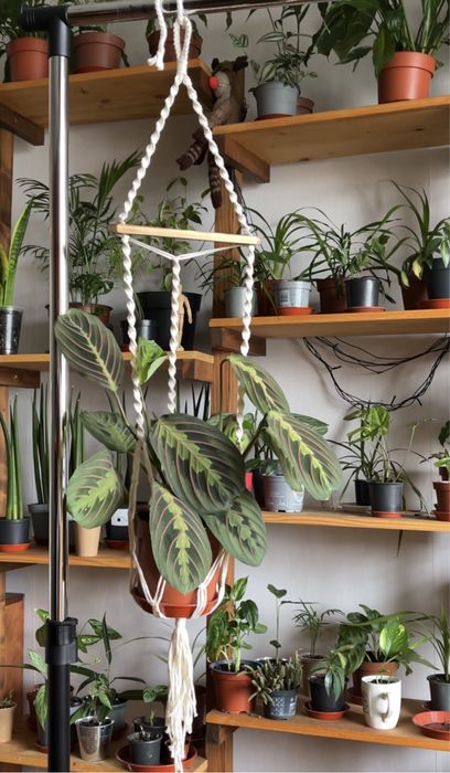 Кашпо кошики