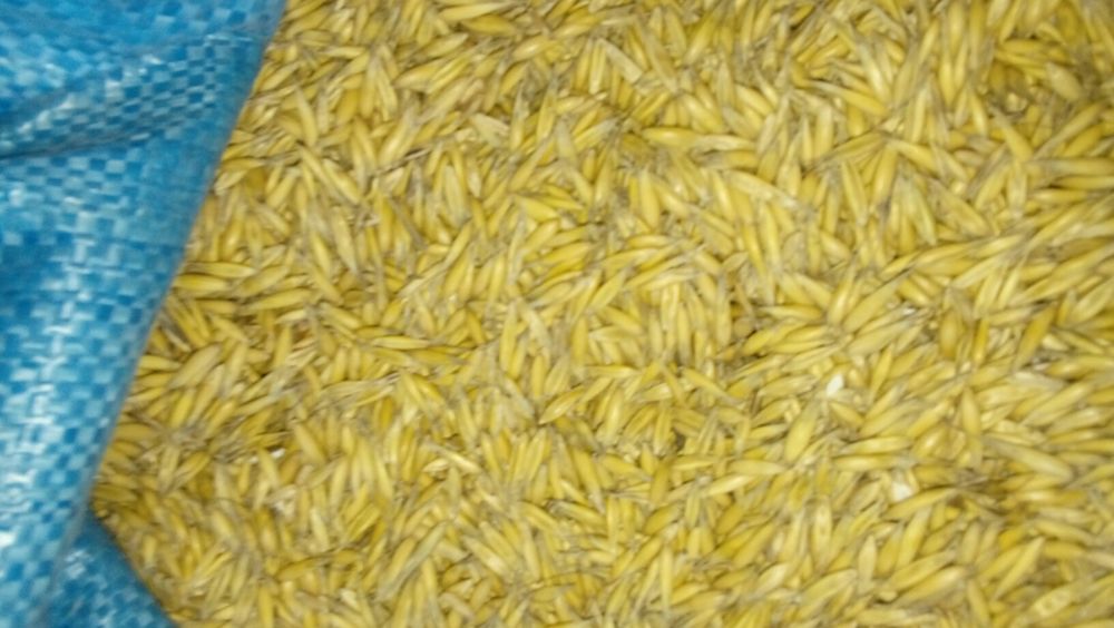 Owies odmiana  Bingo