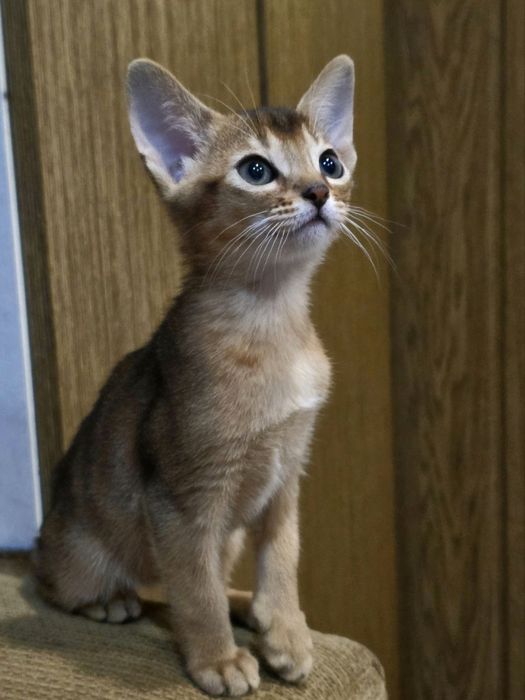 Абісинські кошенята абіссинська порода абиссинская