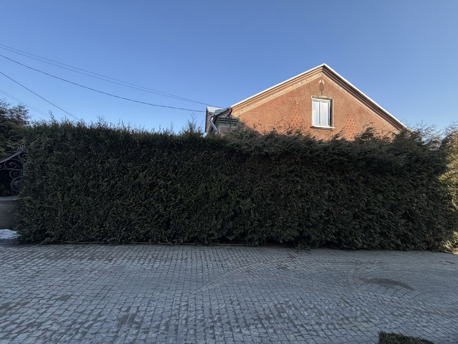 Продаємо тую яка служила як глухий забор