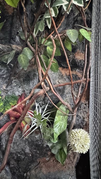 Sprzedam terrarium dla kameleona 50x50x115