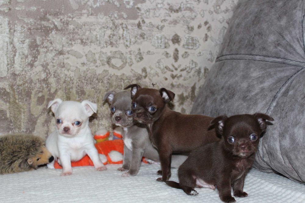 Цуцики шукають родину