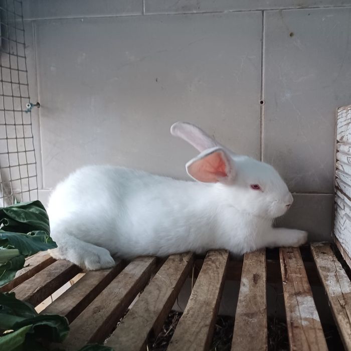 Casal Coelhos raça Gigante de Flandres