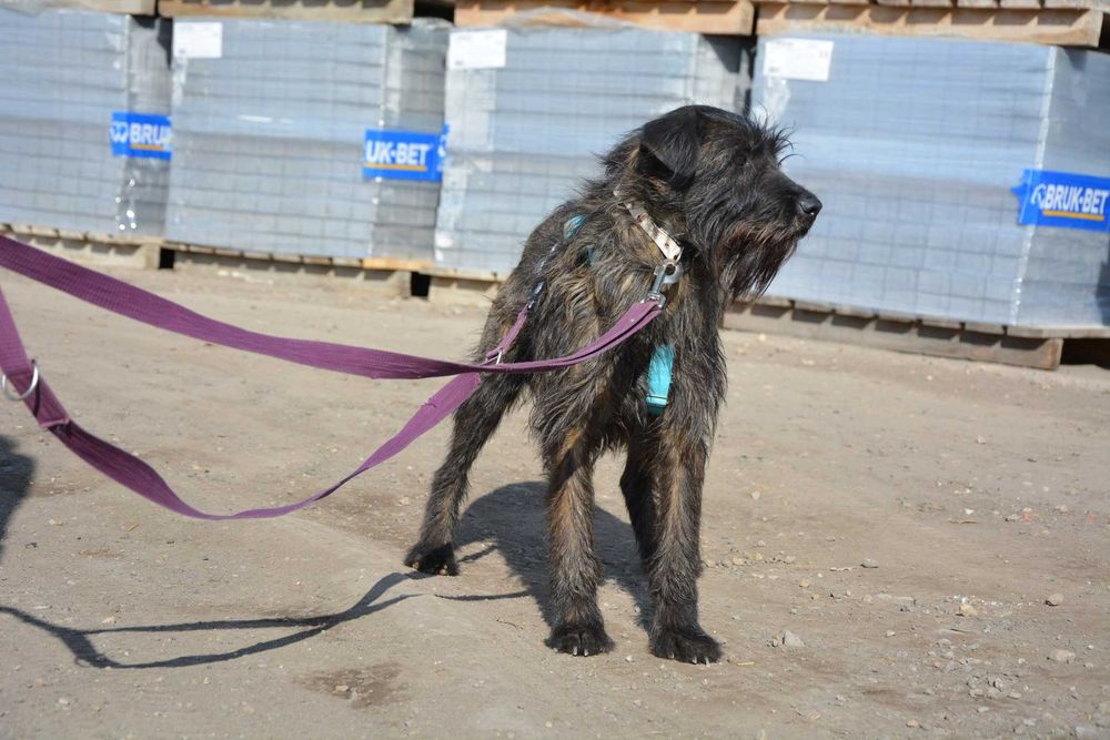 Kora - terierkowata, spokojna, fajna sunia do adopcji.