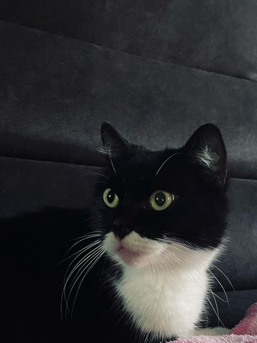 Віддаємо гарну та ласкаву кішечку,в добрі та люблячі руки.Зацікавились?Читайте опис