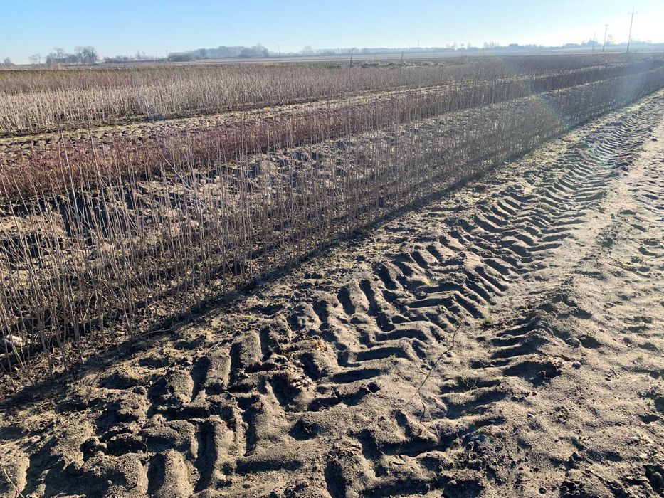 Sadzonki miododajne Morwa czarna 50 - 80cm