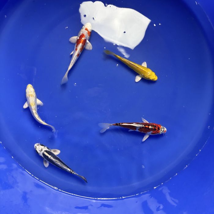 Japońskie karpie koi - WYSYŁKA - import 2026 Stargard