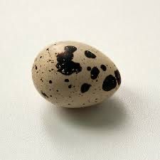 Оплод 90% перепелиные яйца инкубационные