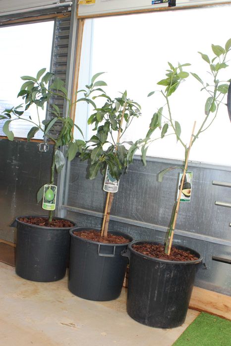 Reed Avocado tree / Abacate Reed Arvore