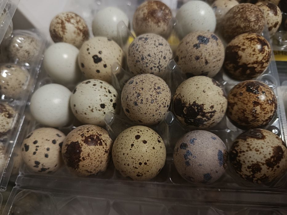 Перепілки,перепелине яйце.