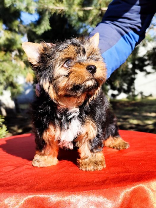 Красень хлопчик йорк