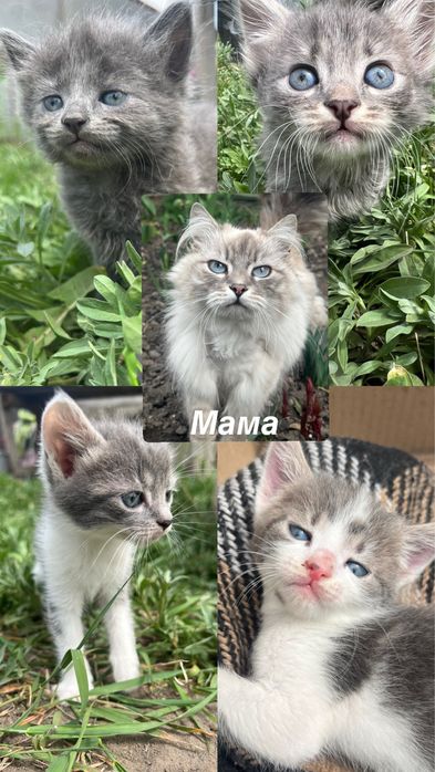 Кицинята шукають люблючу родину кошенята котики