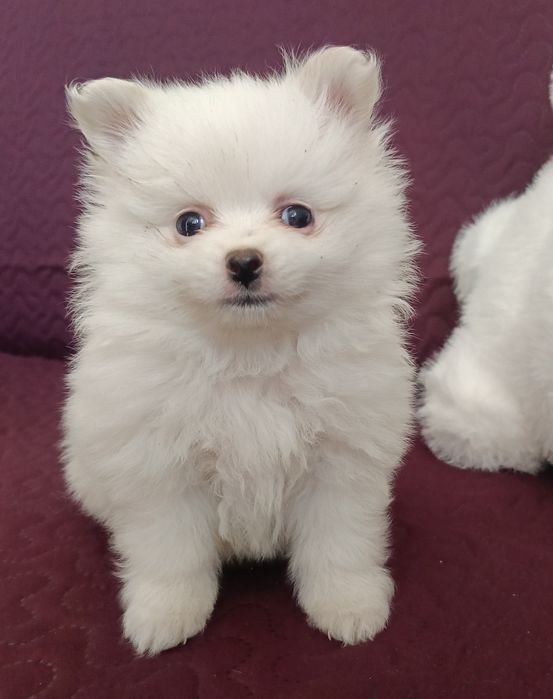 Szpic miniaturowy Pomeranian z rodowodem chłopiec