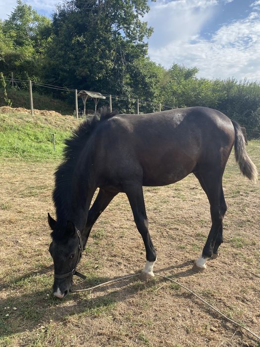 Poldro lusitano