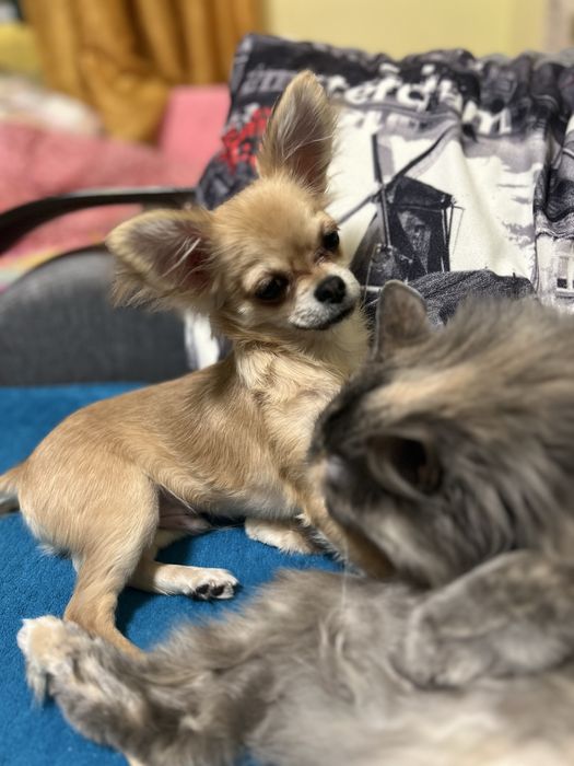 Продам Чіхуа хуа чистокровний 5 місяців