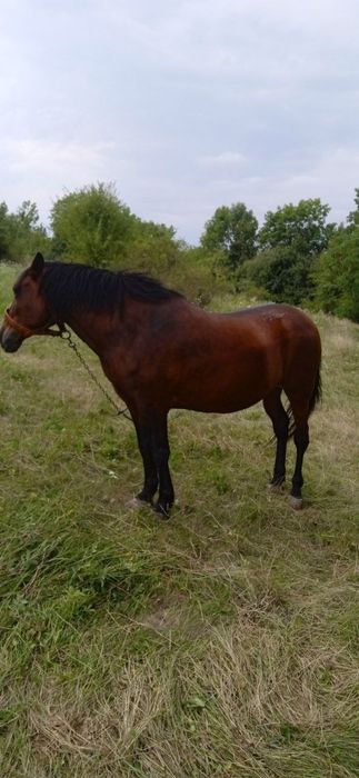 Продам робочу кобилу (14 років)