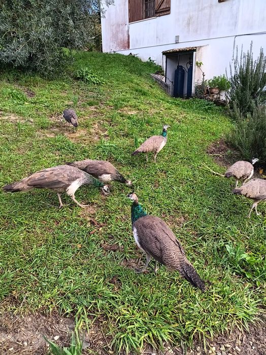 PAVÕES nascidos e criados total liberdade