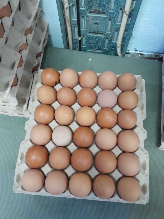 Azeite puro e tradicional