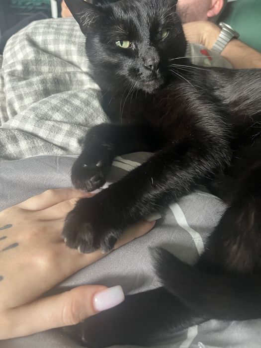 Oddam kota w dobre rece