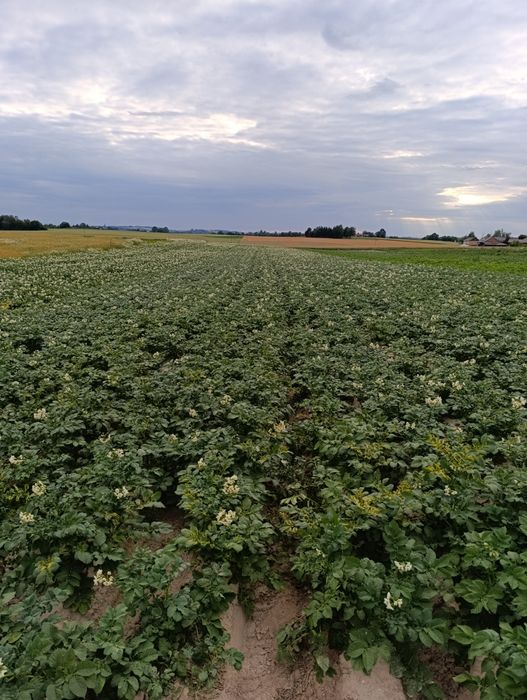 Ziemniaki małego kalibru