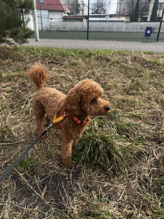 Вязка Той Пудель, Львів