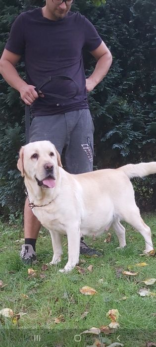 Labrador Retriever biały biszkoptowy