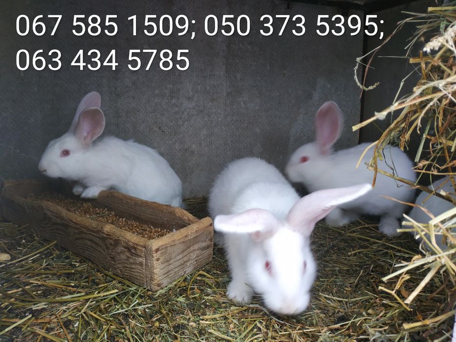 Продаються кролі Термонці