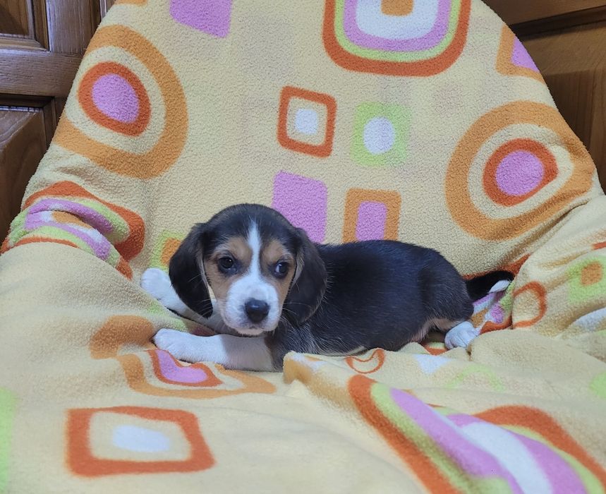 Beagle tricolor macho