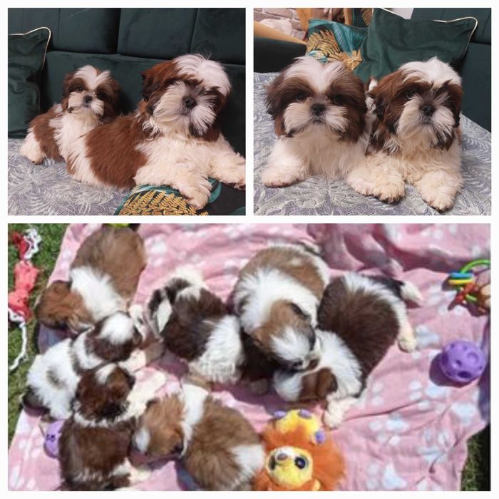 Rudo-bialy piesek slicznosci rodowód ZHPR