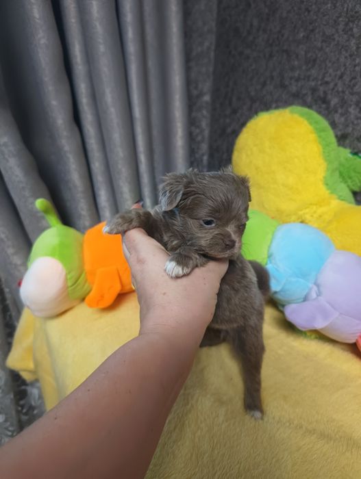 Лиловая девочка чихуахуа длинношерстная