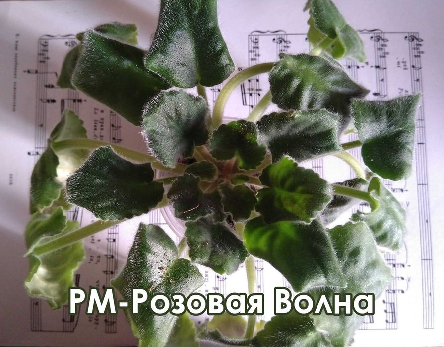 набор: 9 шт. фиалка взрослая-стартёры-детки(сенполия)