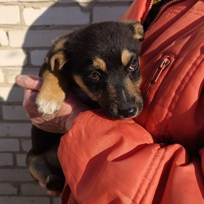 БЕЗКОШТОВНО цуценя м.Суми